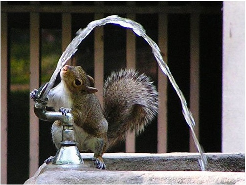 squirrel_fountain_t620