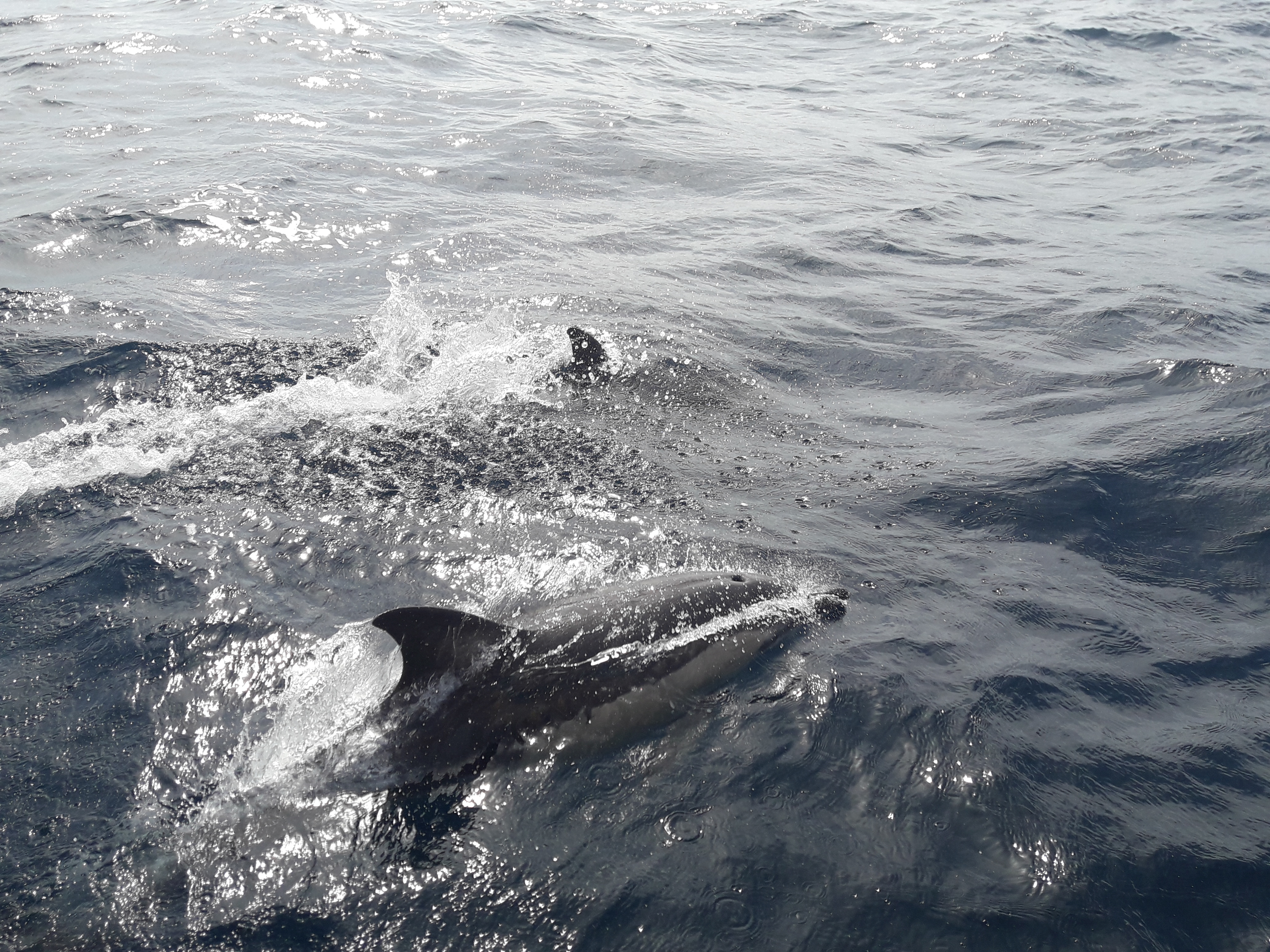 delfines-chollo-azores